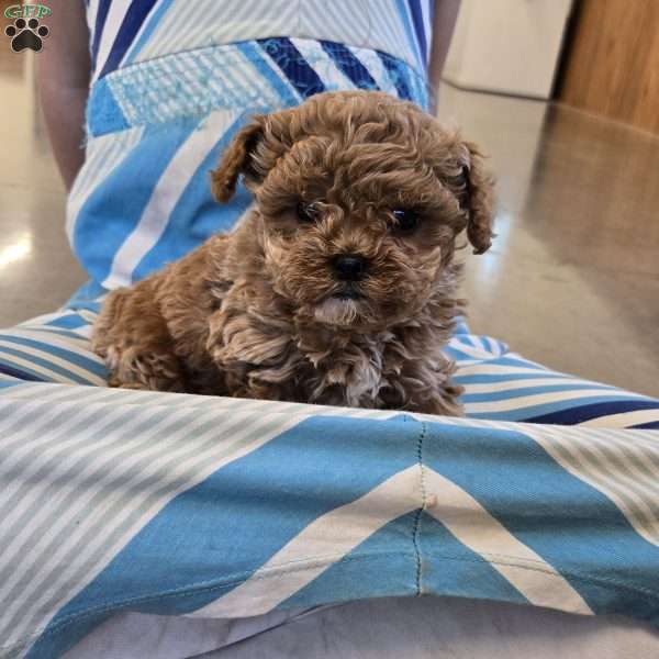 Dot, Cavapoo Puppy