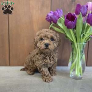 Bell, Cavapoo Puppy