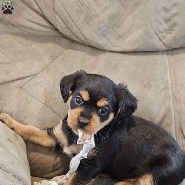 Stormy, Cavalier King Charles Mix Puppy