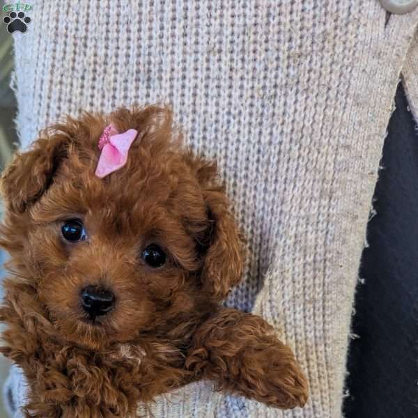 Sparkles, Toy Poodle Puppy