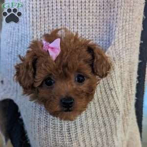 Sparkles, Toy Poodle Puppy