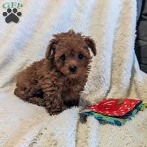 Sparkles, Toy Poodle Puppy