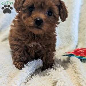 Sparkles, Toy Poodle Puppy