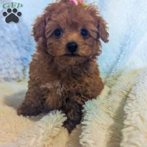 Sparkles, Toy Poodle Puppy