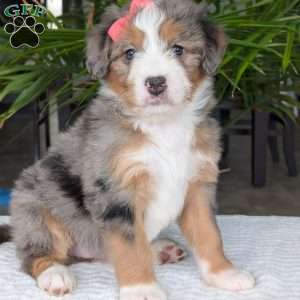 Indy, Mini Bernedoodle Puppy