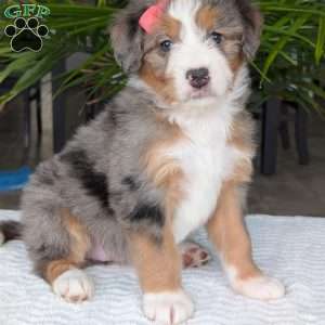 Indy, Mini Bernedoodle Puppy