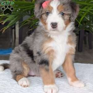 Indy, Mini Bernedoodle Puppy