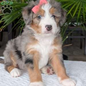 Indy, Mini Bernedoodle Puppy