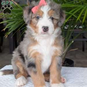 Indy, Mini Bernedoodle Puppy