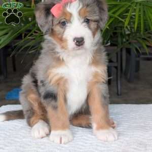 Indy, Mini Bernedoodle Puppy