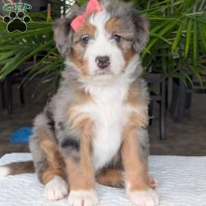 Indy, Mini Bernedoodle Puppy