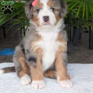 Indy, Mini Bernedoodle Puppy