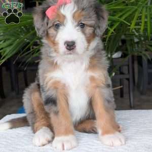 Indy, Mini Bernedoodle Puppy