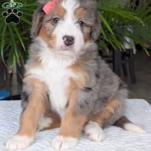 Indy, Mini Bernedoodle Puppy