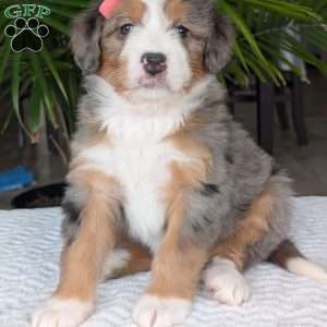 Indy, Mini Bernedoodle Puppy