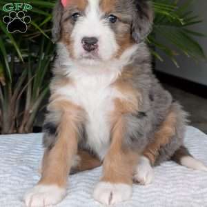 Indy, Mini Bernedoodle Puppy