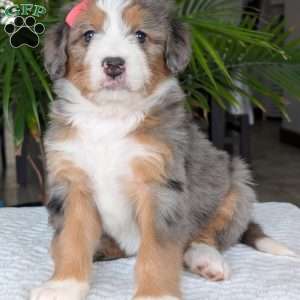 Indy, Mini Bernedoodle Puppy
