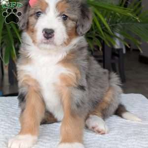 Indy, Mini Bernedoodle Puppy