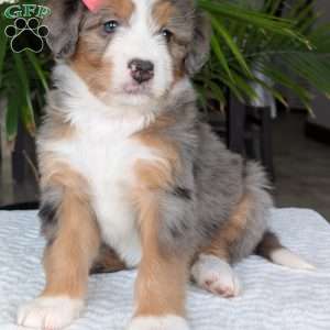 Indy, Mini Bernedoodle Puppy