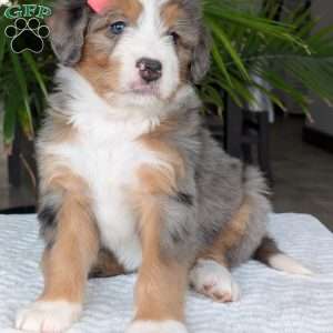 Indy, Mini Bernedoodle Puppy