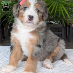 Indy, Mini Bernedoodle Puppy