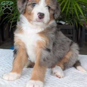 Indy, Mini Bernedoodle Puppy