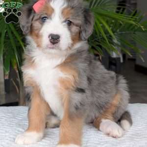 Indy, Mini Bernedoodle Puppy