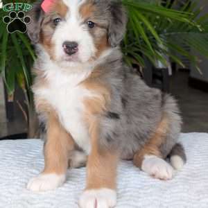 Indy, Mini Bernedoodle Puppy