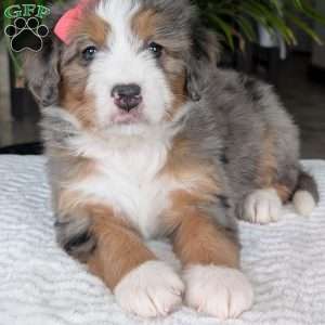 Indy, Mini Bernedoodle Puppy