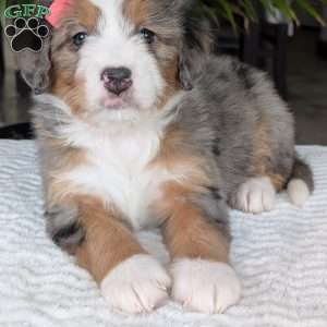 Indy, Mini Bernedoodle Puppy