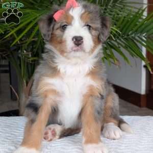 Indy, Mini Bernedoodle Puppy