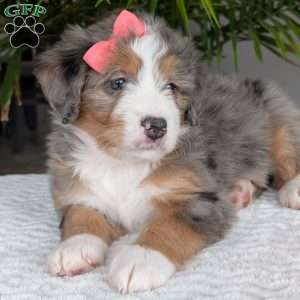 Indy, Mini Bernedoodle Puppy