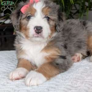 Indy, Mini Bernedoodle Puppy