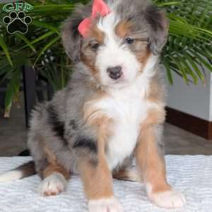 Indy, Mini Bernedoodle Puppy