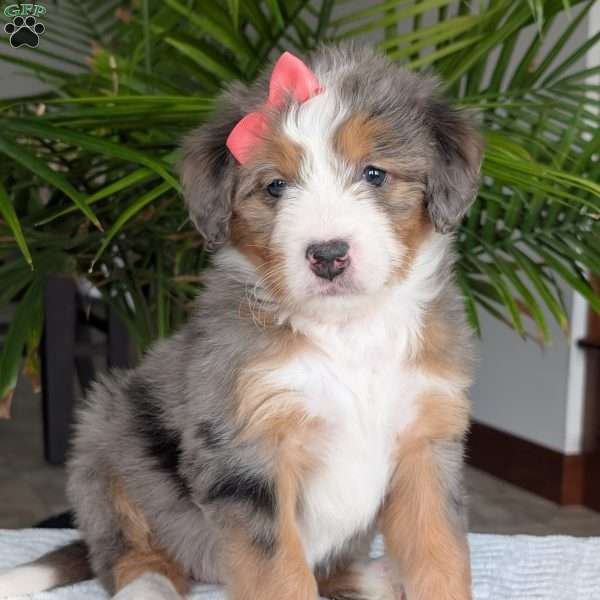Indy, Mini Bernedoodle Puppy