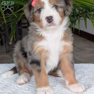 Indy, Mini Bernedoodle Puppy