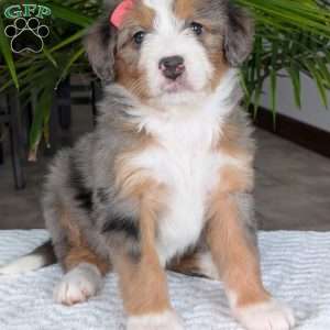 Indy, Mini Bernedoodle Puppy