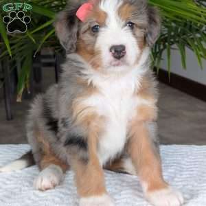 Indy, Mini Bernedoodle Puppy
