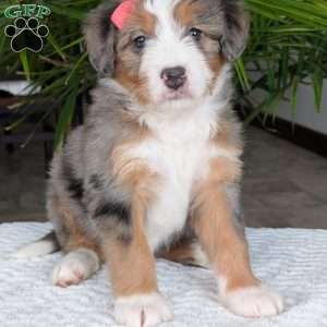 Indy, Mini Bernedoodle Puppy