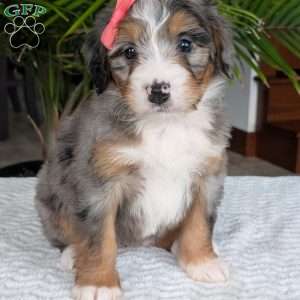 Pippa, Mini Bernedoodle Puppy