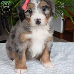 Pippa, Mini Bernedoodle Puppy