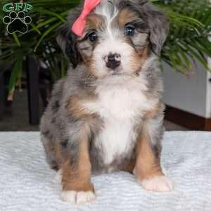 Pippa, Mini Bernedoodle Puppy