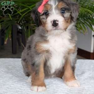 Pippa, Mini Bernedoodle Puppy