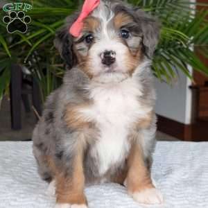 Pippa, Mini Bernedoodle Puppy