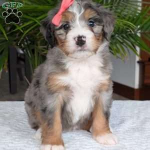 Pippa, Mini Bernedoodle Puppy