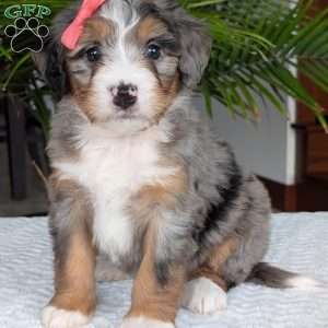 Pippa, Mini Bernedoodle Puppy