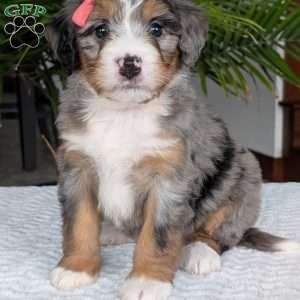 Pippa, Mini Bernedoodle Puppy