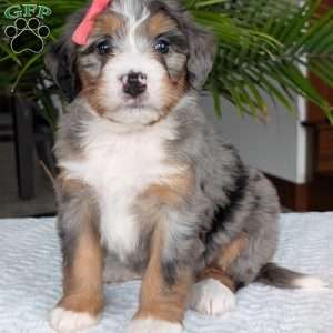 Pippa, Mini Bernedoodle Puppy