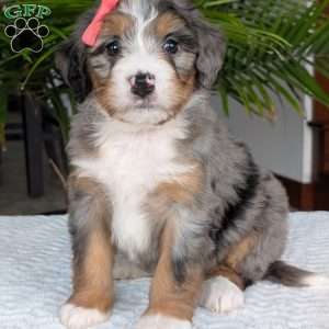 Pippa, Mini Bernedoodle Puppy