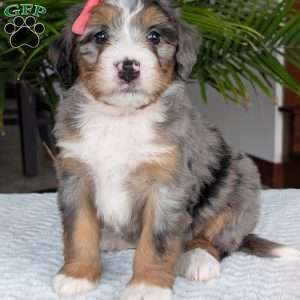 Pippa, Mini Bernedoodle Puppy